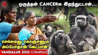 Vandalur Zoo அவங்களே அடிச்சிப்பாங்கஅவங்களே சமாதானம் ஆகிடுவாங்க Chimpanzee  Zoo Maintenance [upl. by Yesnil]