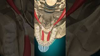 Digastric muscle action hyoid bone elevation muscle bone anatomy [upl. by Leanna]