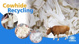 30 Mesh Cattlehide Recycling Machine Cowhide Crusher and PNMF Series Oxhide Pulverizer Machine [upl. by Merilyn653]