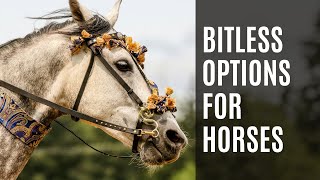 Bitless Bridle Options  Equestrian Education [upl. by Yerfoeg625]