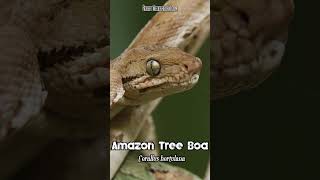 🐍 Amazon Tree Boa Corallus hortulana 🐍 [upl. by Dduj]