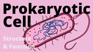 Human Cell  मानव कोशिका  Structure of Cell  Cell The Unit of Life  Cell Organelles [upl. by Nabalas]