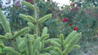 Fast Growing Tall Evergreen Trees  Evergreens For Landscaping [upl. by Berkly]