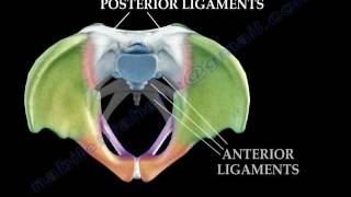 Anatomy Of The Pelvis  Everything You Need To Know  Dr Nabil Ebraheim [upl. by Allcot]