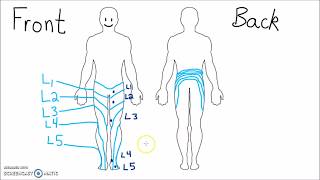 Anatomy  Dermatomes of the Lower Extremity [upl. by Inail]