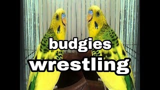 Budgies wrestling fight [upl. by Nyvek382]