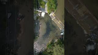 Salmon Run 2024Fish Ladder  Bowmanville Ontario [upl. by Aerdnad]