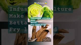 MAKE BETTA FRY LIVE FOOD 🍛 INFUSORIAbetalovers infusoria bettafish food live food bettafry [upl. by Colson354]