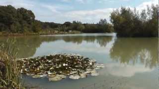 A Walk Around Woodland Lake Coking Farm Fishery [upl. by Nudd]