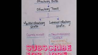 OLFACTORY PATHWAY  SENSE OF SMELL PHYSIOLOGY MEDIAN AND LATERAL OLFACTORY STRIA  Notes [upl. by Rusty327]