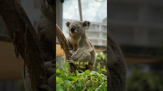 Koalas Have Unique Fingerprints Like Humans shorts viralvideo viralshorts [upl. by Rorke523]