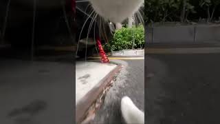 POV CAT ATTACK Subscribe to Maxwellthebullycat cat adventure fighting memes fypage [upl. by Ahsiakal]