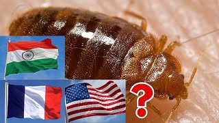 TOP 7 Countries With the Most BED BUGS [upl. by Maureen]