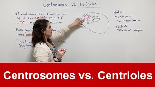 Centrosomes vs Centrioles [upl. by Lev173]