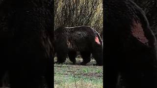 Bear Fights Are Absolutely Ruthless bear wildlife animals [upl. by Flemming]