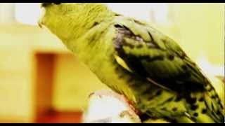 The Lineolated parakeet good at with singing Its really awesome [upl. by Collin]