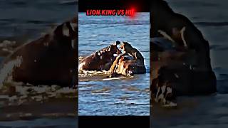 Lion vs hippo trending animals wildlife hippo lion shorts lionking shortvideo [upl. by Chatav]