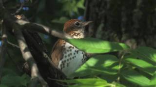 wood thrush [upl. by Nysila]