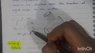 Centriols structure and functions Class 11 [upl. by Verlie561]