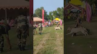 Bsf battalion ke dog ka performance ❤❤❤😍doglover viralvideo [upl. by Marianne]