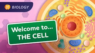 A Tour of the Cell Crash Course Biology 23 [upl. by Aissila]