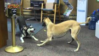 Greyhound and Husky Playing [upl. by Lynn]