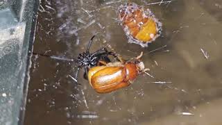 Northern black widow feeding [upl. by Quita33]