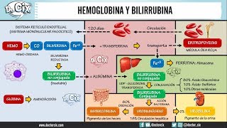 METABOLISMO DE LA HEMOGLOBINA Y BILIRRUBINA  Morfofisiología [upl. by Steffen]