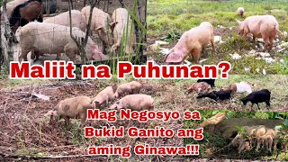 Paano Mag umpisa sa Negosyong Bukid sa Maraming Inahing Baboy  Magkano Puhunan sa pag aalaga Namin [upl. by Aicercal]