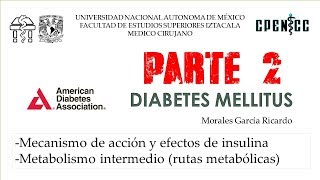 DIABETES MELLITUS Pte 2 Metabolismo intermedio  Clase virtual  Dr Garcia [upl. by Abel]