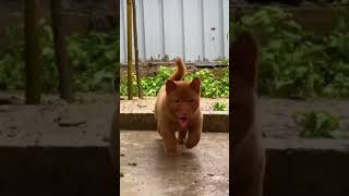 The first ever dog cat hybrid [upl. by Tati]