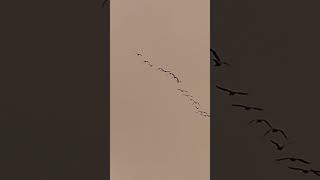 Pink footed geese [upl. by Aiclef]