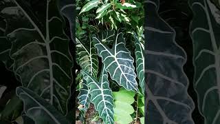 Alocasia Polly  Miss Mary Cris ornamentalplant alocasia variety garden nature garden lush [upl. by Bledsoe535]