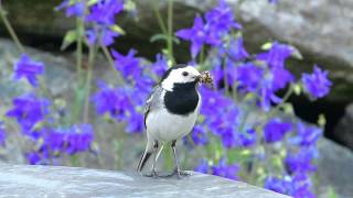 Linerle  White Wagtail Motacilla alba [upl. by Ronn]