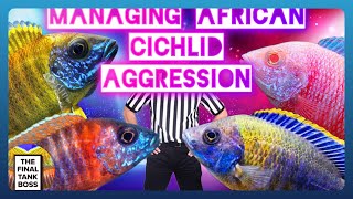 African Cichlid Aggression How to beat it [upl. by Meijer165]