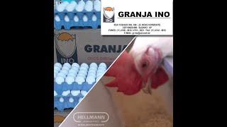 Granja Ino amp Hellmann Poultry Equipment Use your possibilities [upl. by Fernande217]