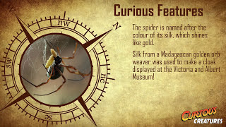 Golden Orb Weaver Spider facts  London Zoo [upl. by Hahcim]