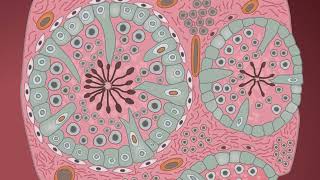 STAGES OF GAMETOGENESIS IN TESTIS AND OVARY [upl. by Audwen927]