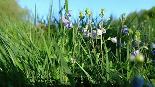 Germander Speedwell A Musical Journey through Natures Symphony [upl. by Obelia]