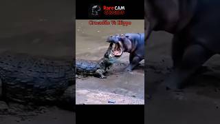 Crocodile Vs Hippo who wins crocodile hippo animals rarecamcaughts shorts [upl. by Sweyn352]