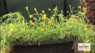 How to Grow Silver Leaf Yellow Helichrysum [upl. by Eirbua287]