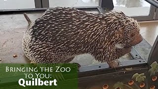 Bringing the Zoo to You Quilbert [upl. by Orit]