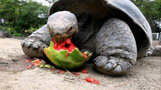 Galapagos Tortoise Cant Get Enough Watermelon [upl. by Corri]