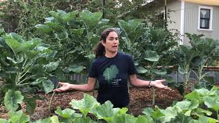 Everything You Need To Know About Jolly Green Tree Collards [upl. by Bluefield]