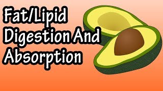 Fat Lipid Digestion And Absorption  How Are Fats Lipids Digested And Absorbed [upl. by Nylrehc]