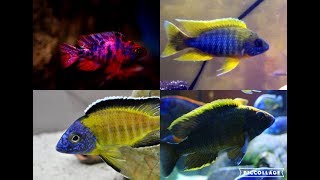 MY TOP 10 PEACOCK CICHLIDS [upl. by Clio411]