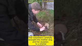 Frightened Mother Dog and Newborn Puppies Rescued from Harsh Conditions shortvideo rescue dog [upl. by Airbmat]