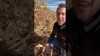 Check the unharvested rows to determine combine versus header losses [upl. by Pepe437]