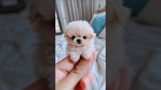 Do you like dogs doglover funny cute [upl. by Cryan]