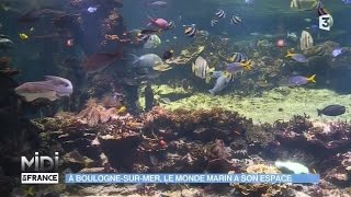 ANIMAUX  A boulognesurmer le monde marin a son espace [upl. by Cirda]